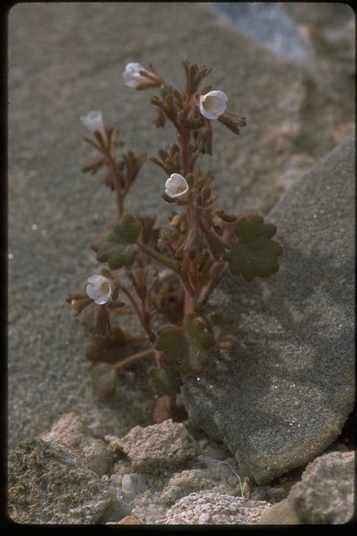 Phacelia 9