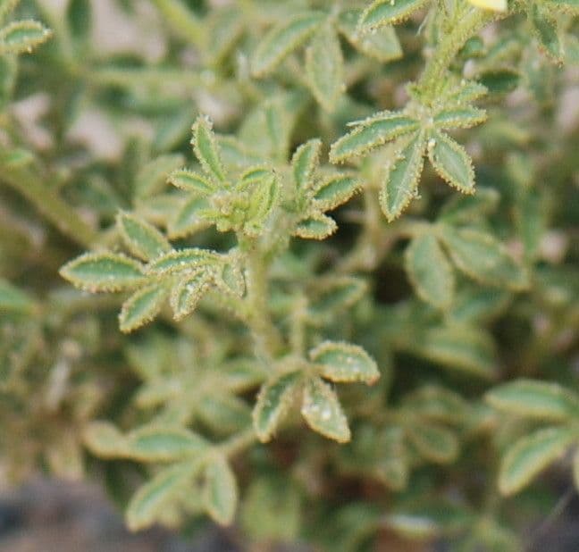 Cleome a frutto corto 16
