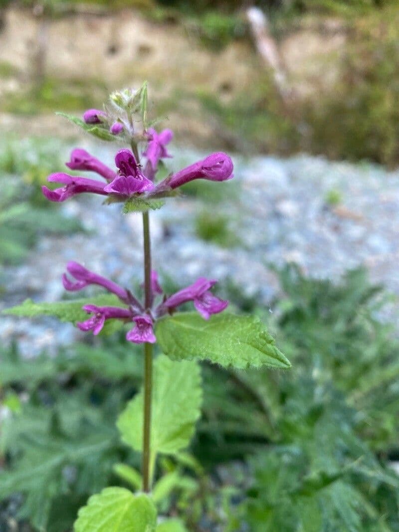 Stachys chamissonis 3