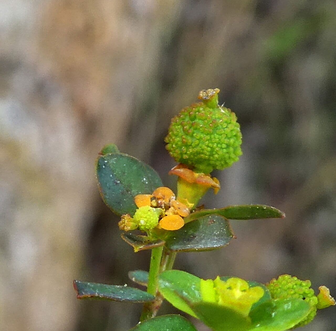 Euforbia bionda 3