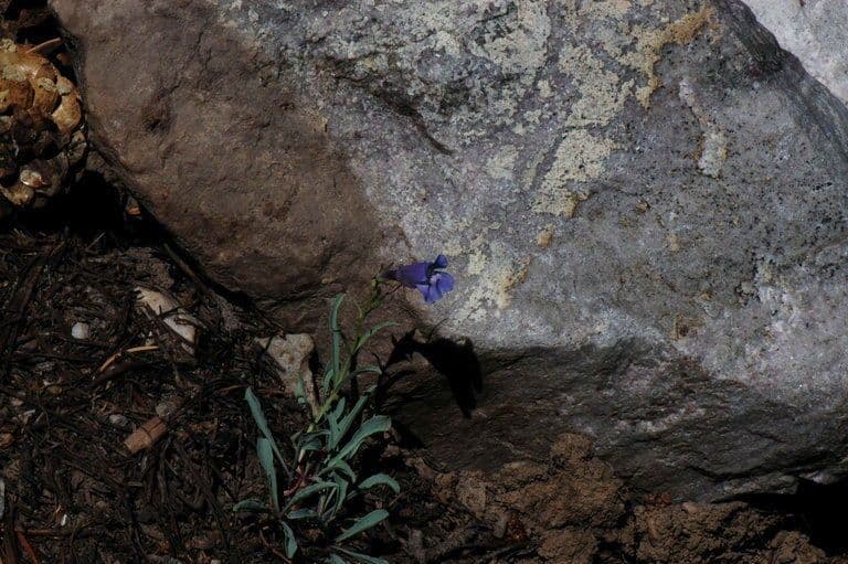 Smoothleaf beardtongue 7