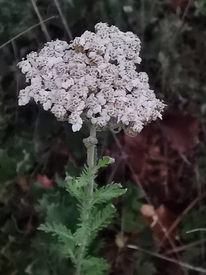 Achillea odorata 3