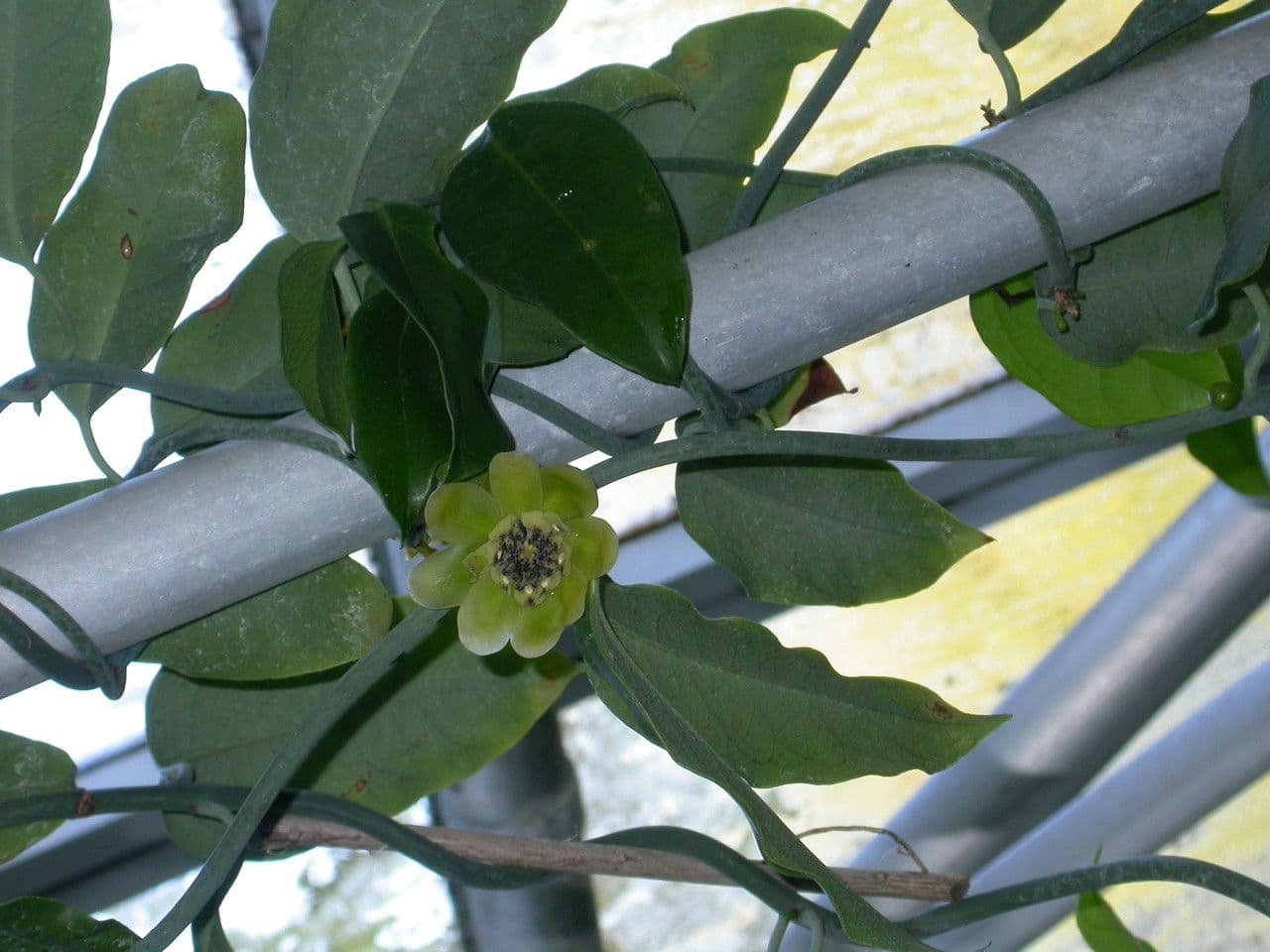 Austrobaileya 10