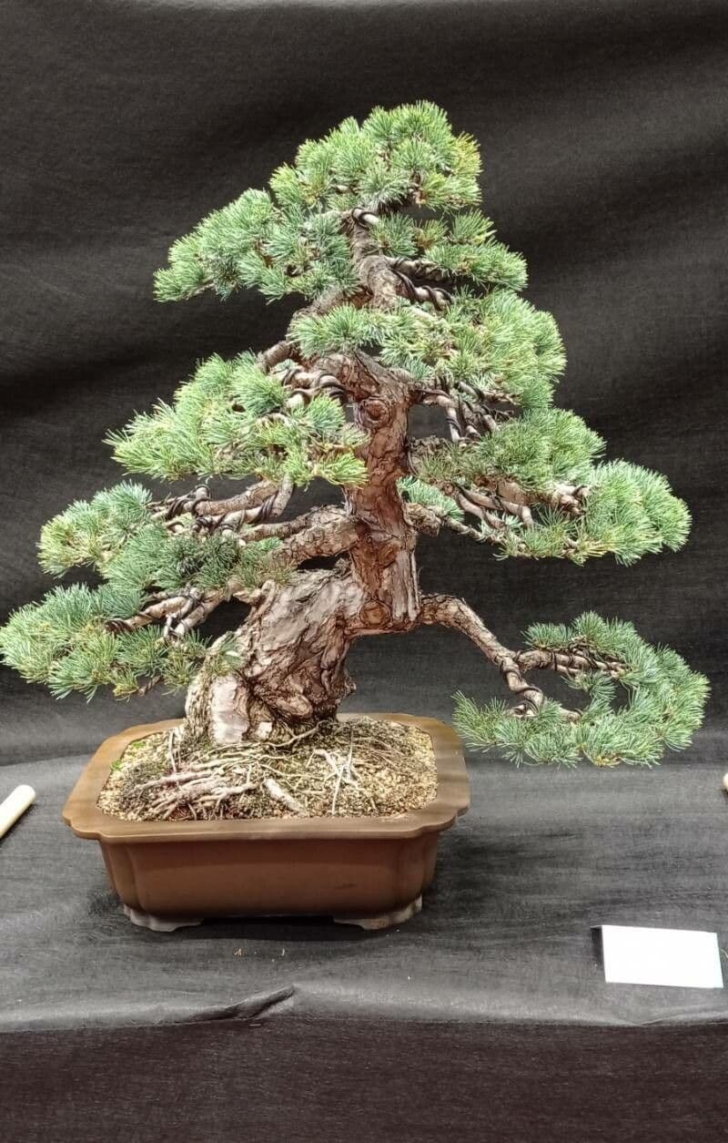 Pino parviflora 18