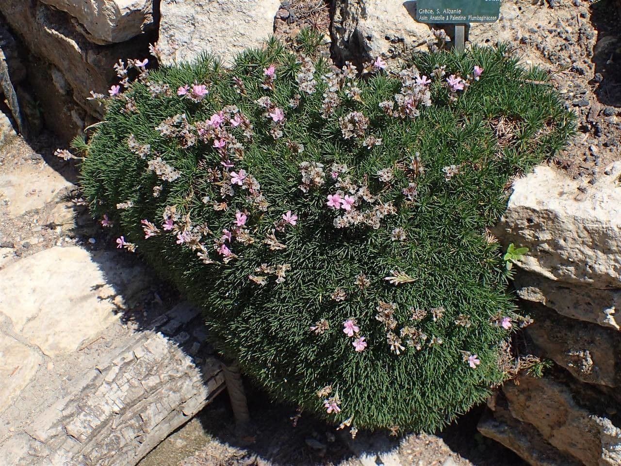 Acantholimon 9