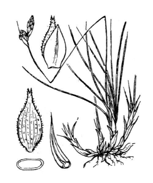 Carex mucronata 18
