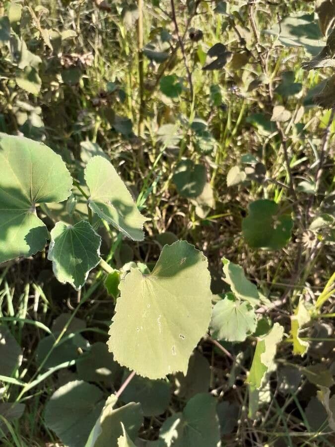 Abutilon 17