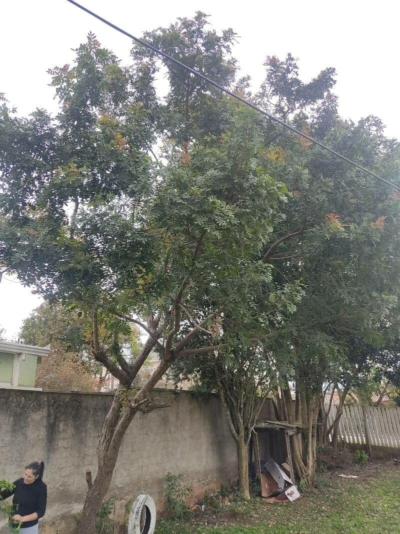 Brazilian peppertree 14