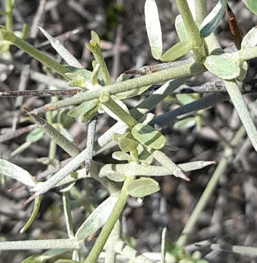 Tricomaria 6