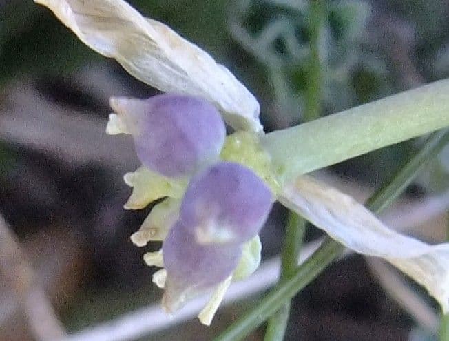 Callianthemum coriandrifolium 6
