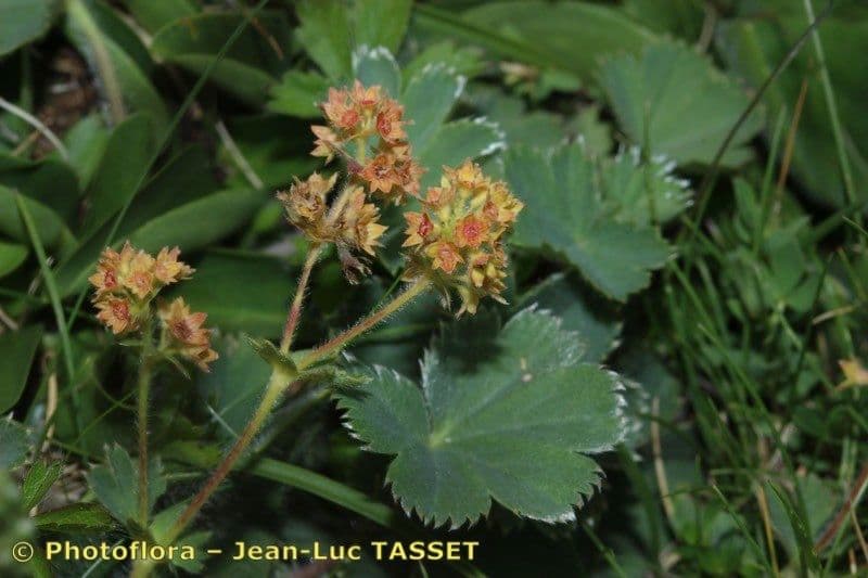 Alchemilla 18