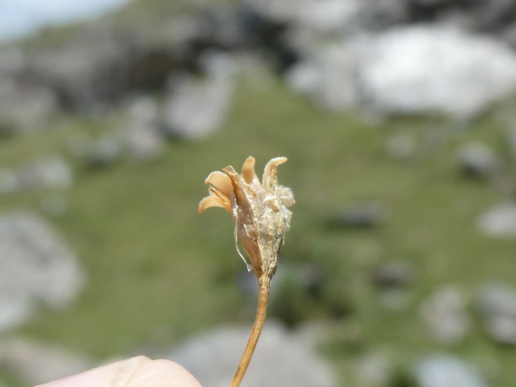Silene a cuscinetto