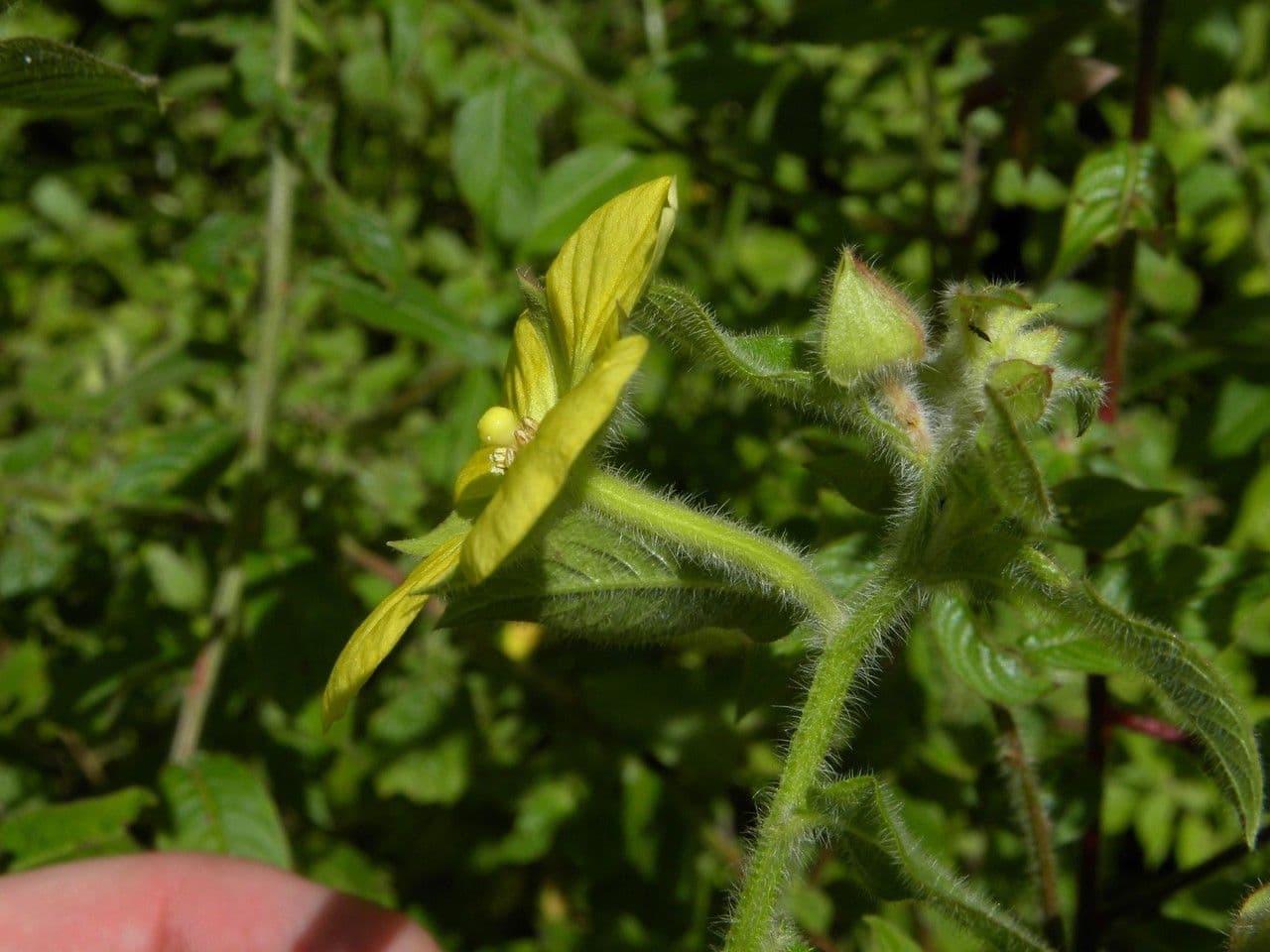 Ludwigia 3