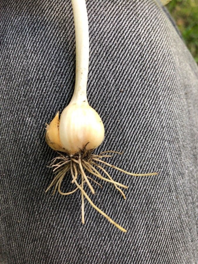 Aglio delle vigne 30