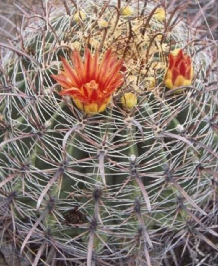 Ferocactus wislizeni 2