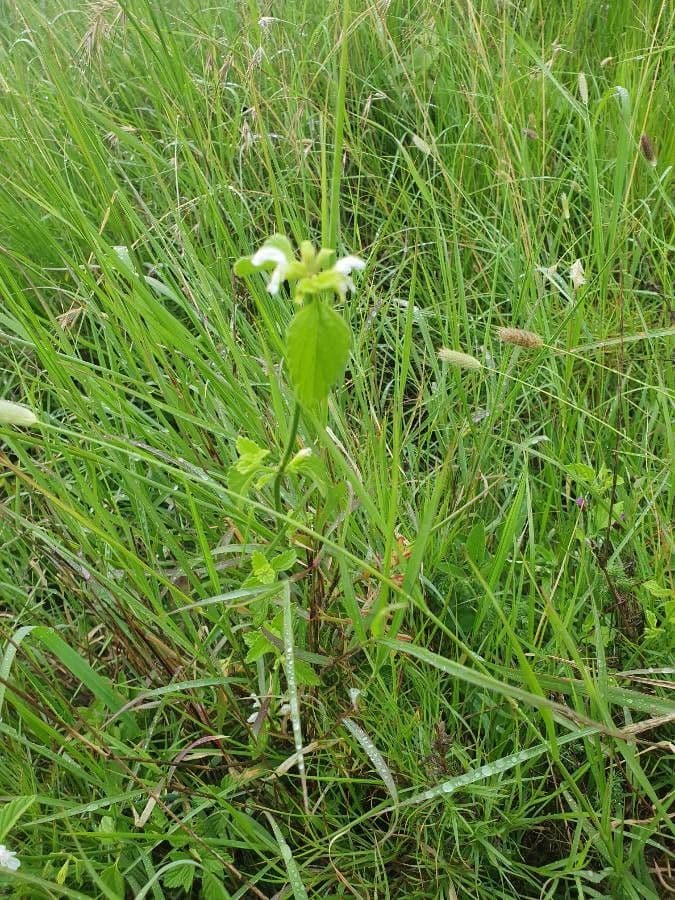 Leucas glabrata 7