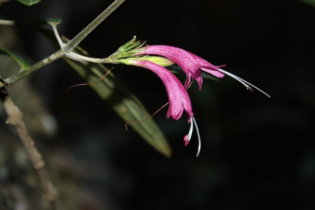 Graptophyllum 3