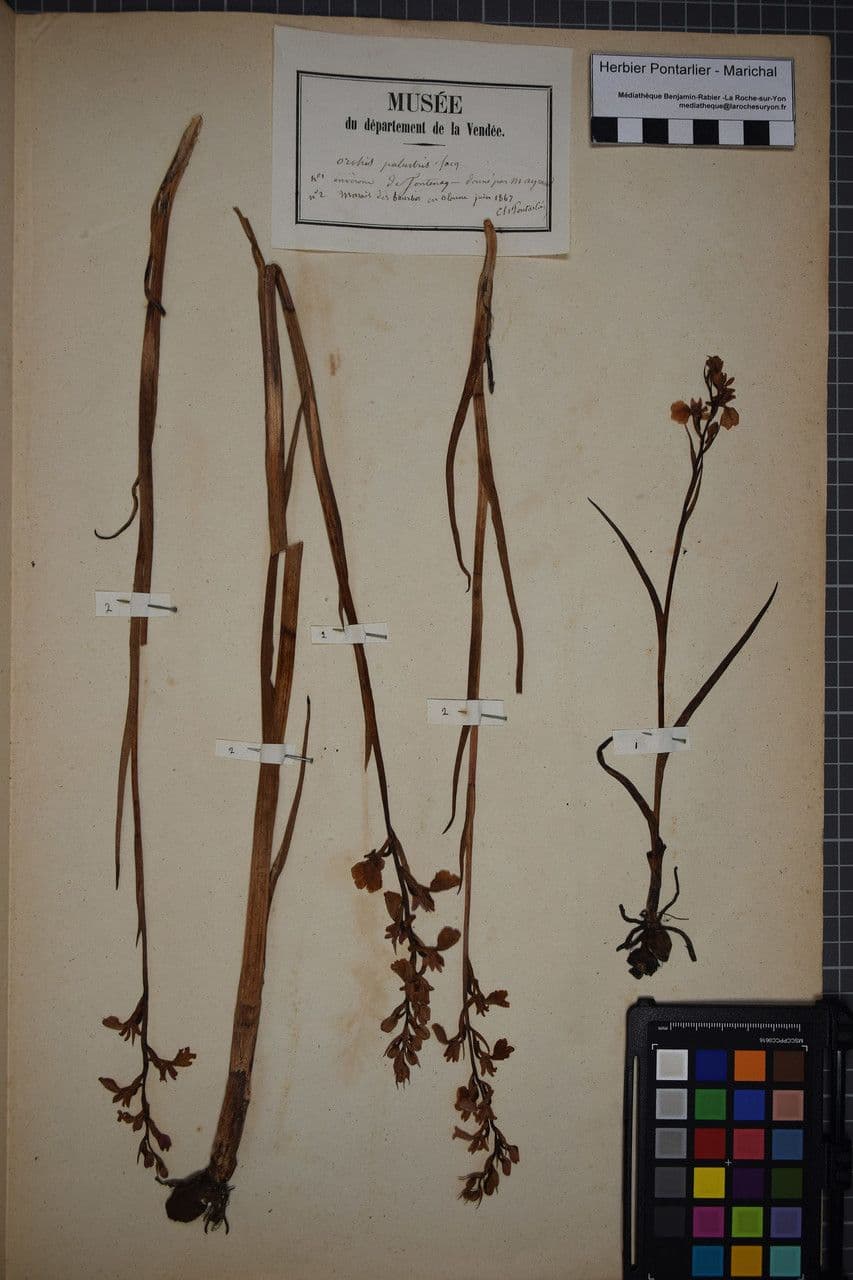 Sumpf-Knabenkraut 20