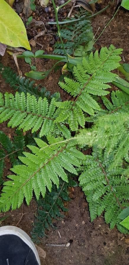 Athyrium vidalii 3