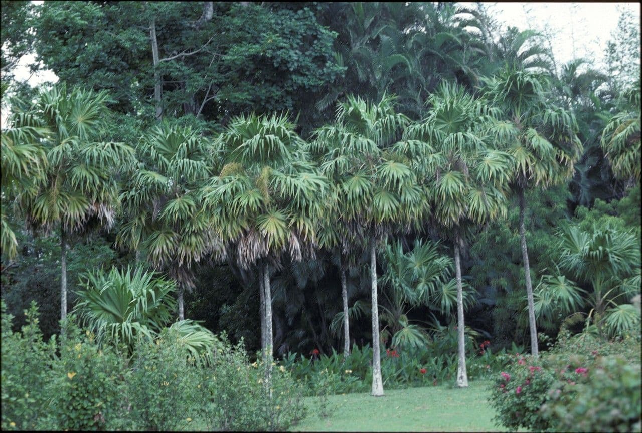 Thrinax 3