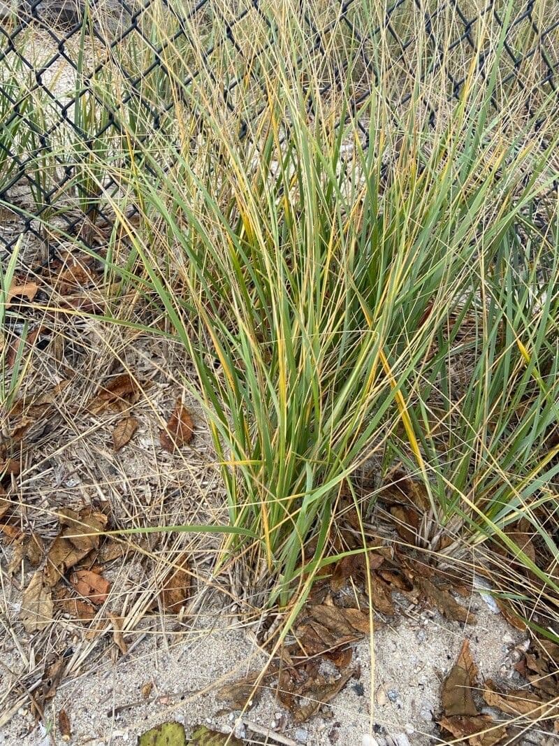 American beach grass 19