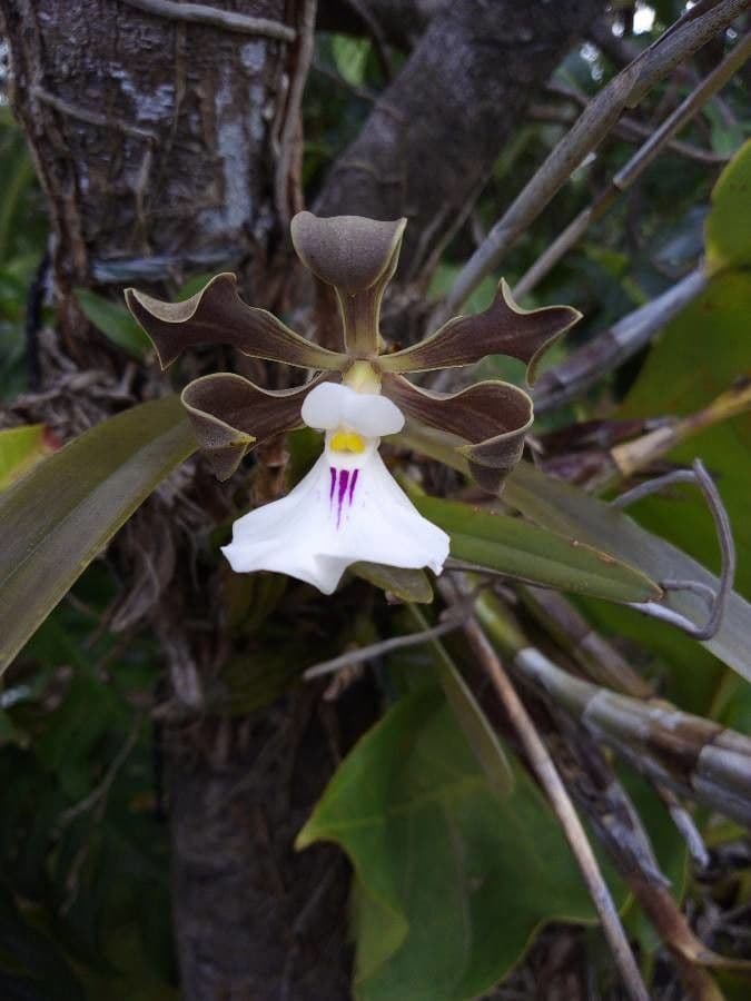 Encyclia 2