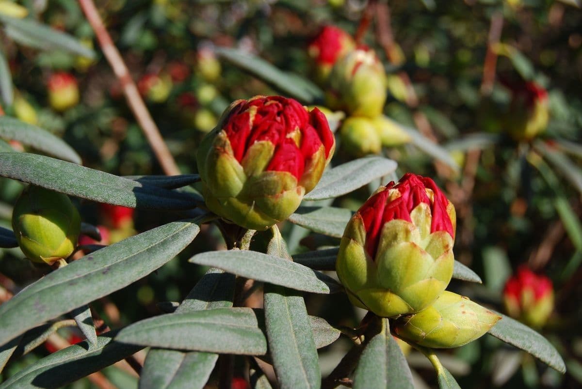 Rododendron 18