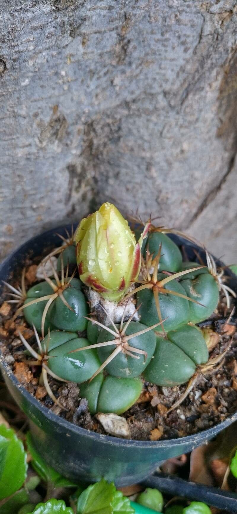 Elephant's tooth 14