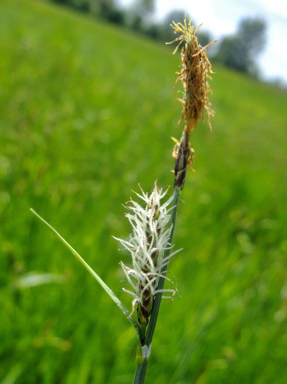 Faden-Segge 9