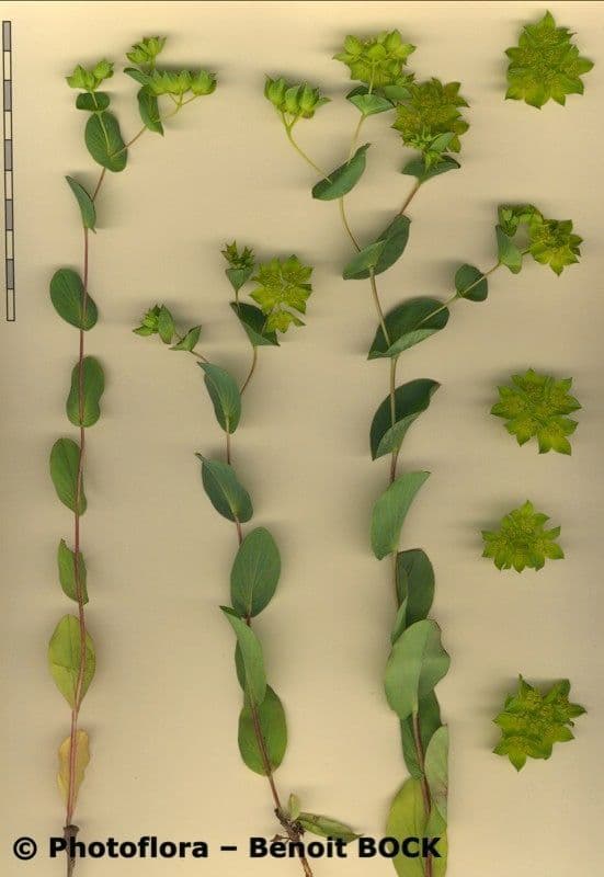 Bupleurum rotundifolium 21