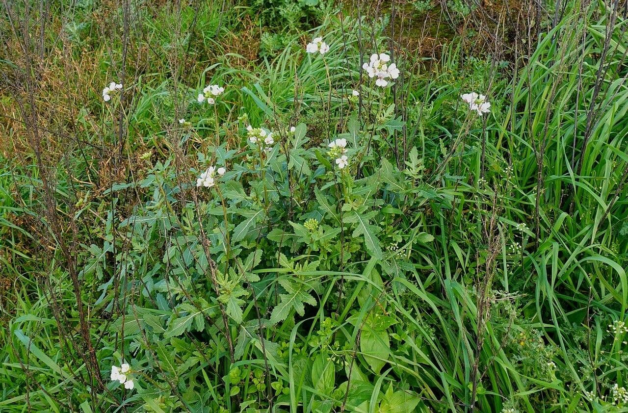 Rucola selvatica 11