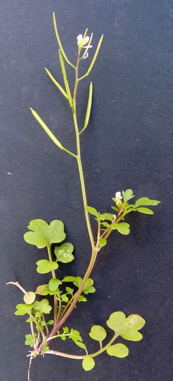 Cardamine flexueuse 30