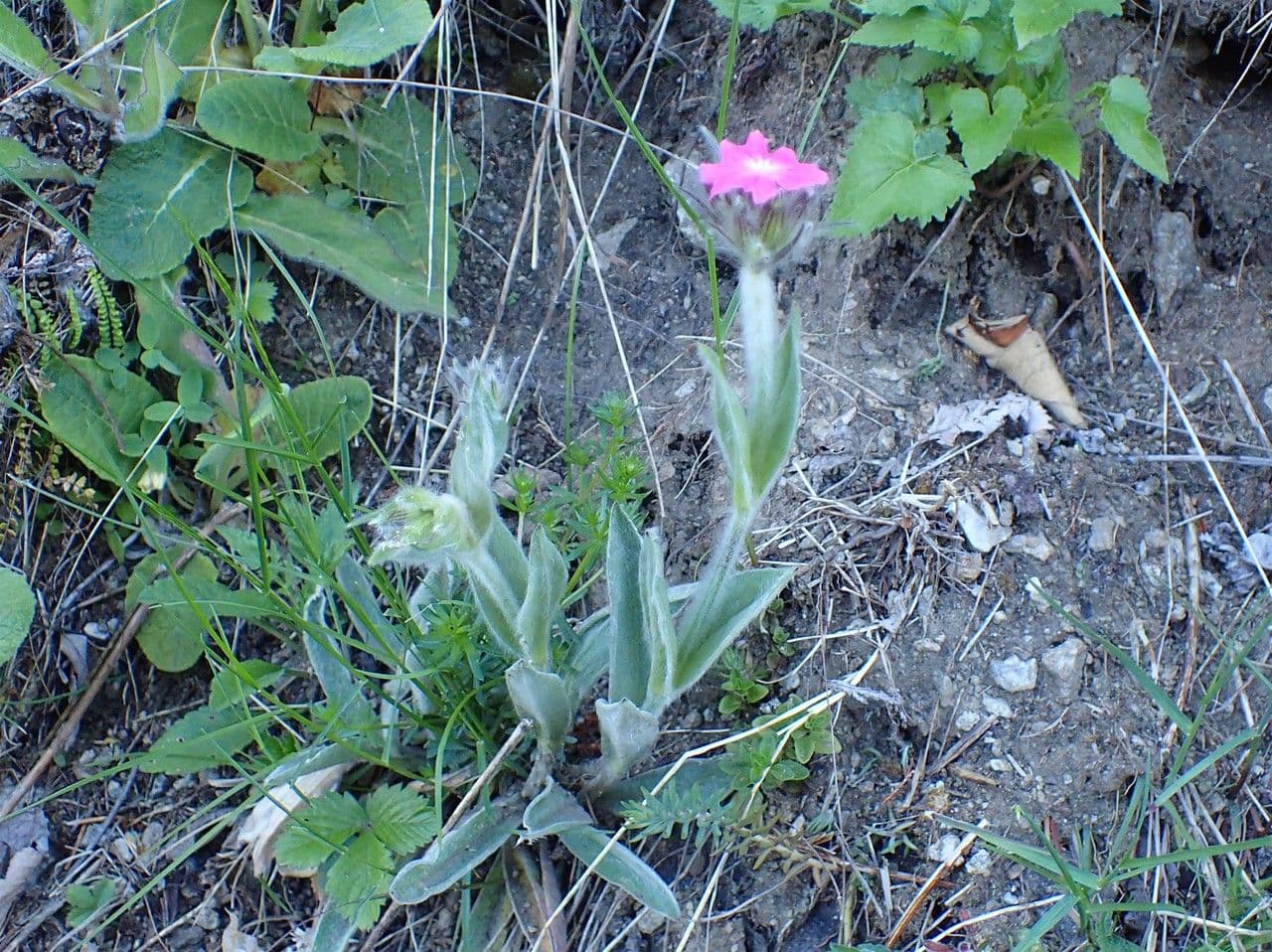Silene 8