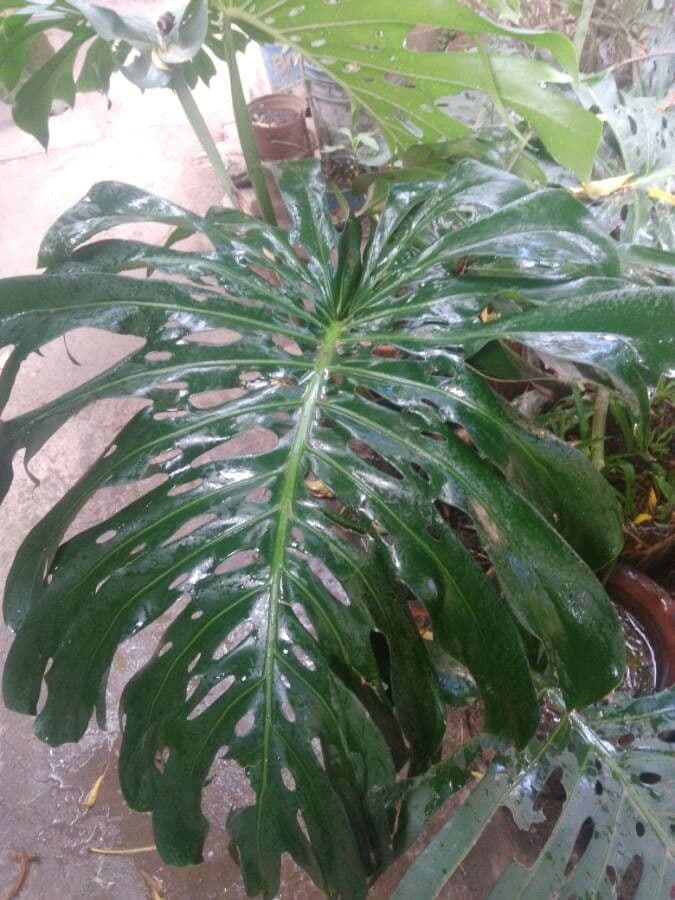 Monstera lahodná 19