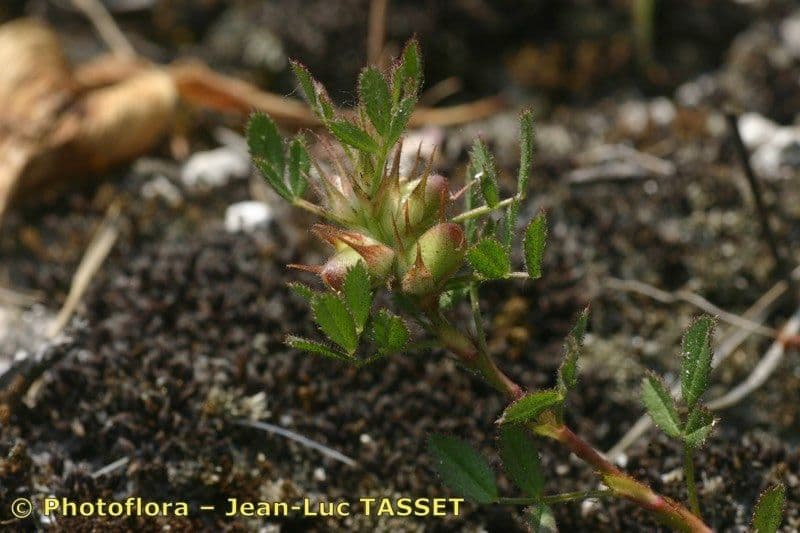 Ononide minuscola