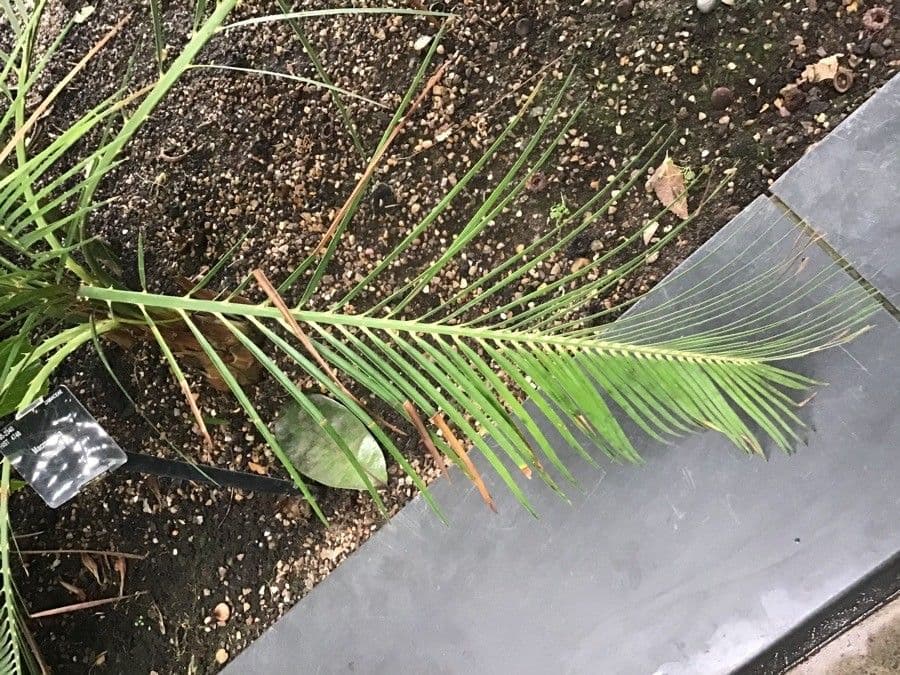 Macrozamia