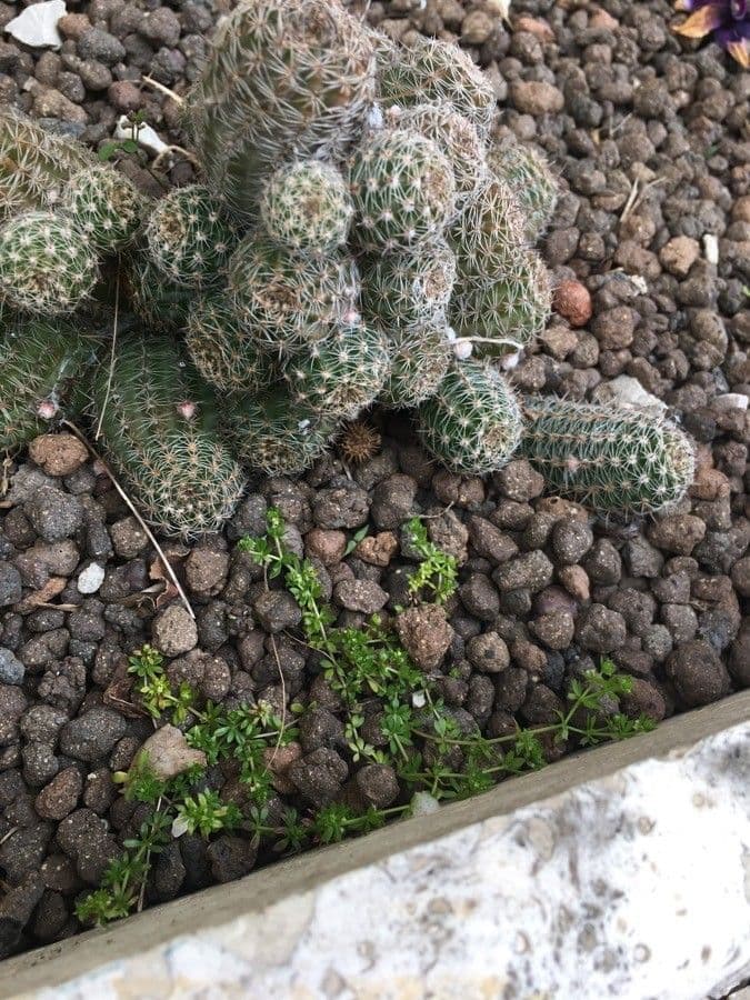 Gymnocalycium 6