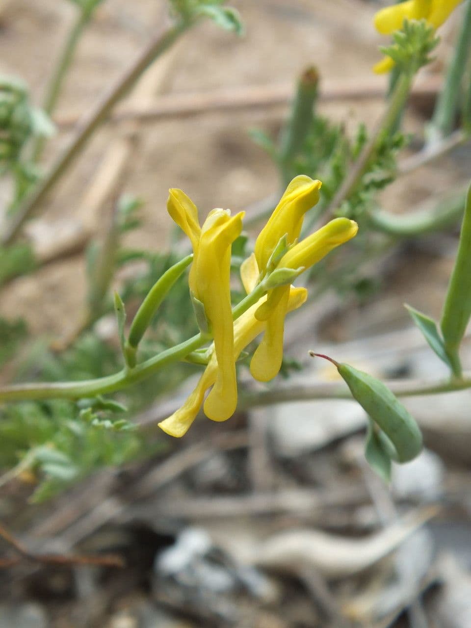 Corydalis dorada