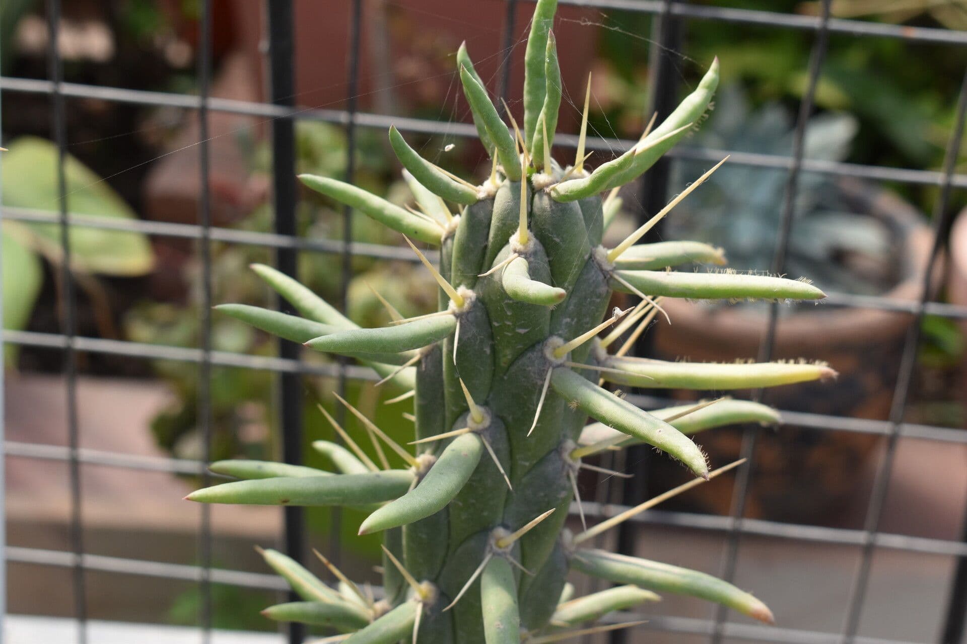 Cactus 7