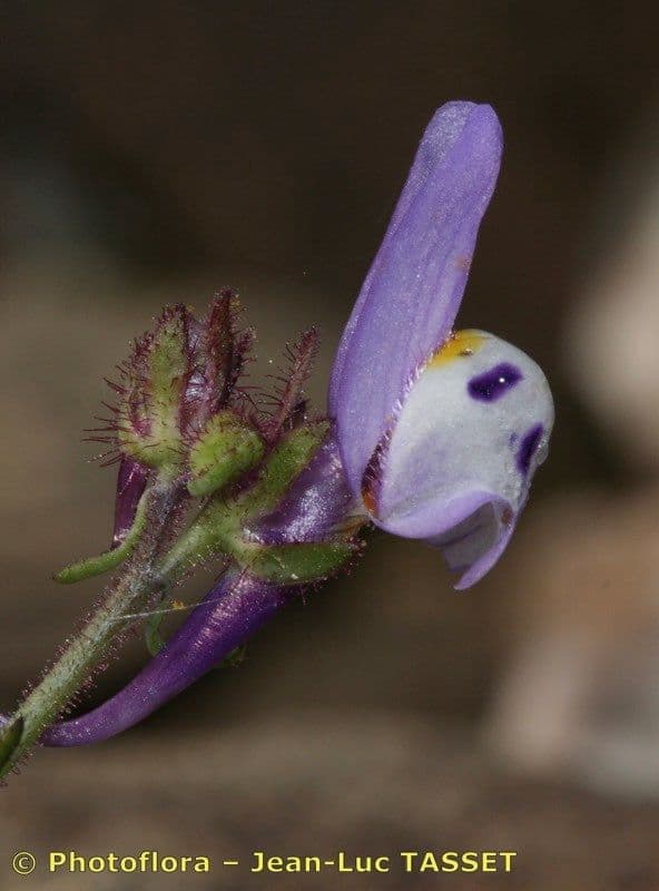 Linaria 3