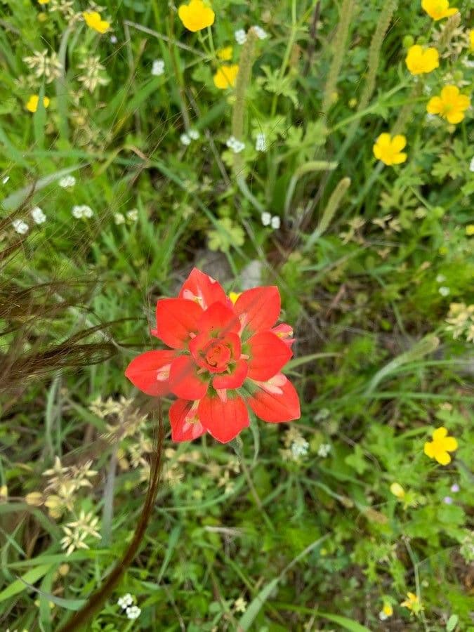 Castilleja 2