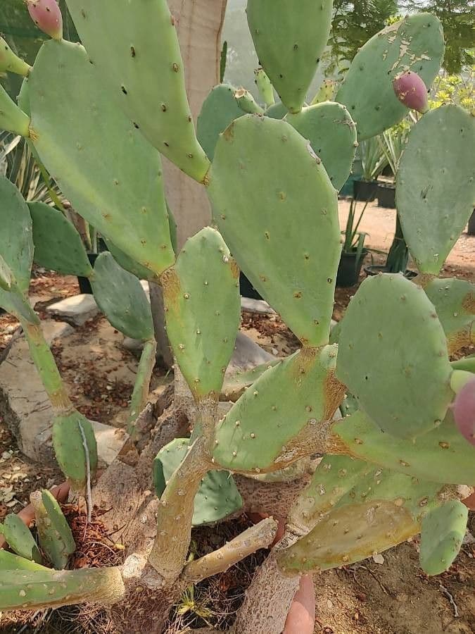 Erect prickly-pear 15