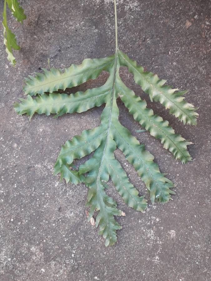 Phlebodium 3