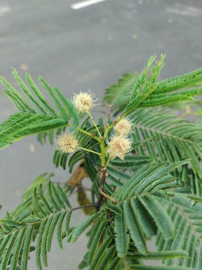 Anadenanthera 6
