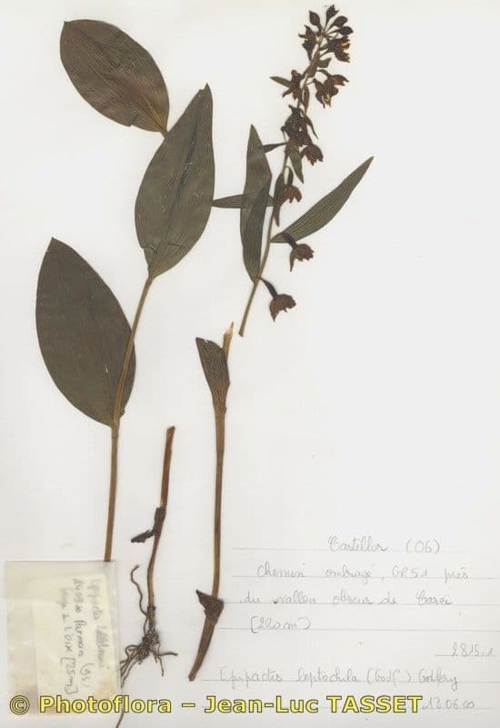 Epipactis leptochila 7