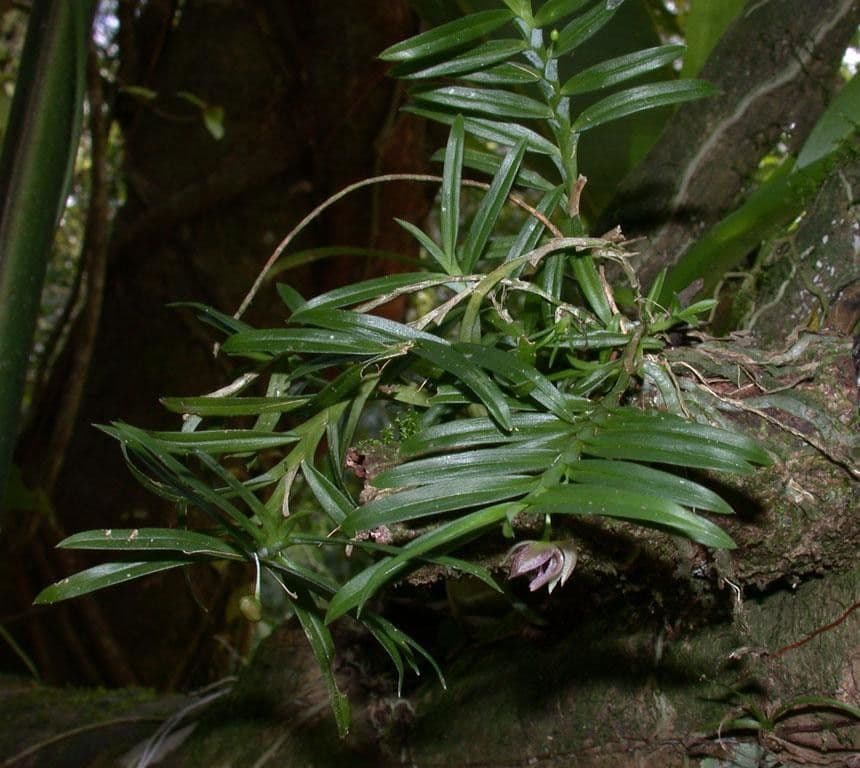 Dichaea 21