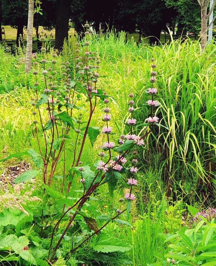 Phlomoides tuberosa 6