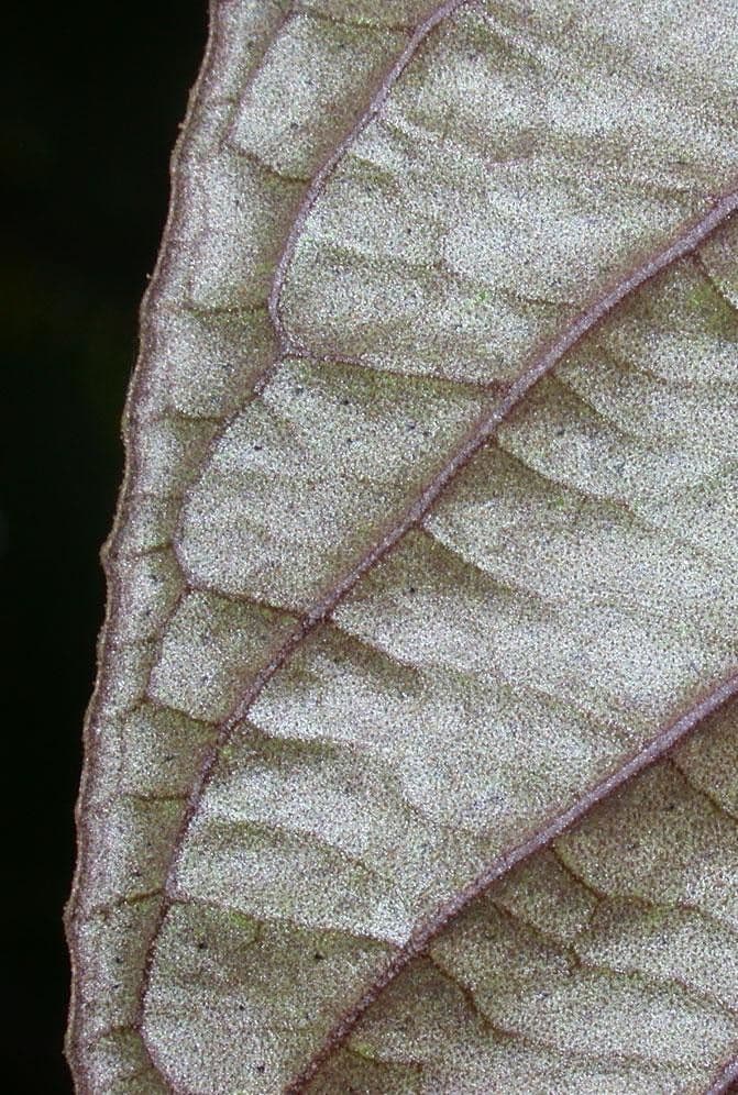 Ardisia 15