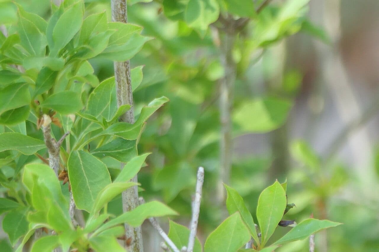 Enkianthus blanco 13