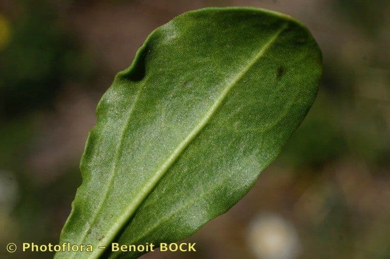 Saponaria bellidifolia 17